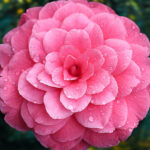 Full Pink Moon in Scorpio 2024