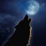 Cancer full moon, a wolf howling at the the misty full moon in Cancer