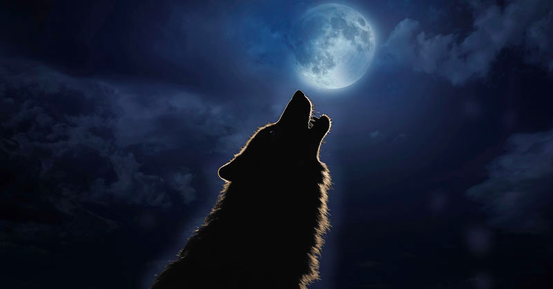 Cancer full moon 2026, howing wolf silhoutted in the misty light of the full moon in Cancer.